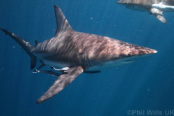Oceanic blacktips taken at Aliwal Shoal, South Africa clo... by Phil Wills 